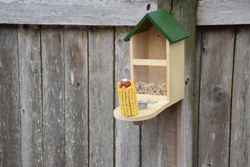 DIY bird feeder